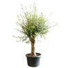 Olivenbaum im Topf