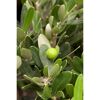 Junge Olive am Olivenbaum