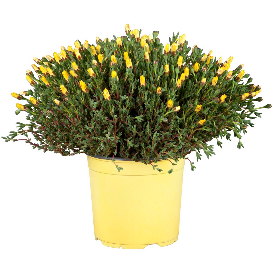 Mittagsblume in gelbem Topf