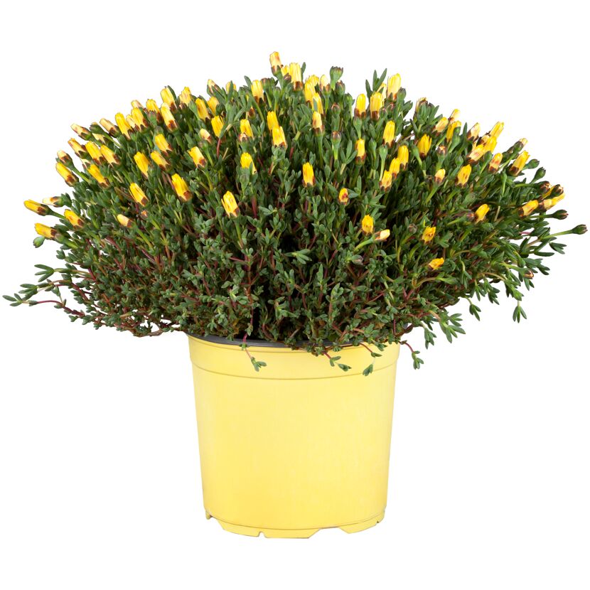 Mittagsblume in gelbem Topf