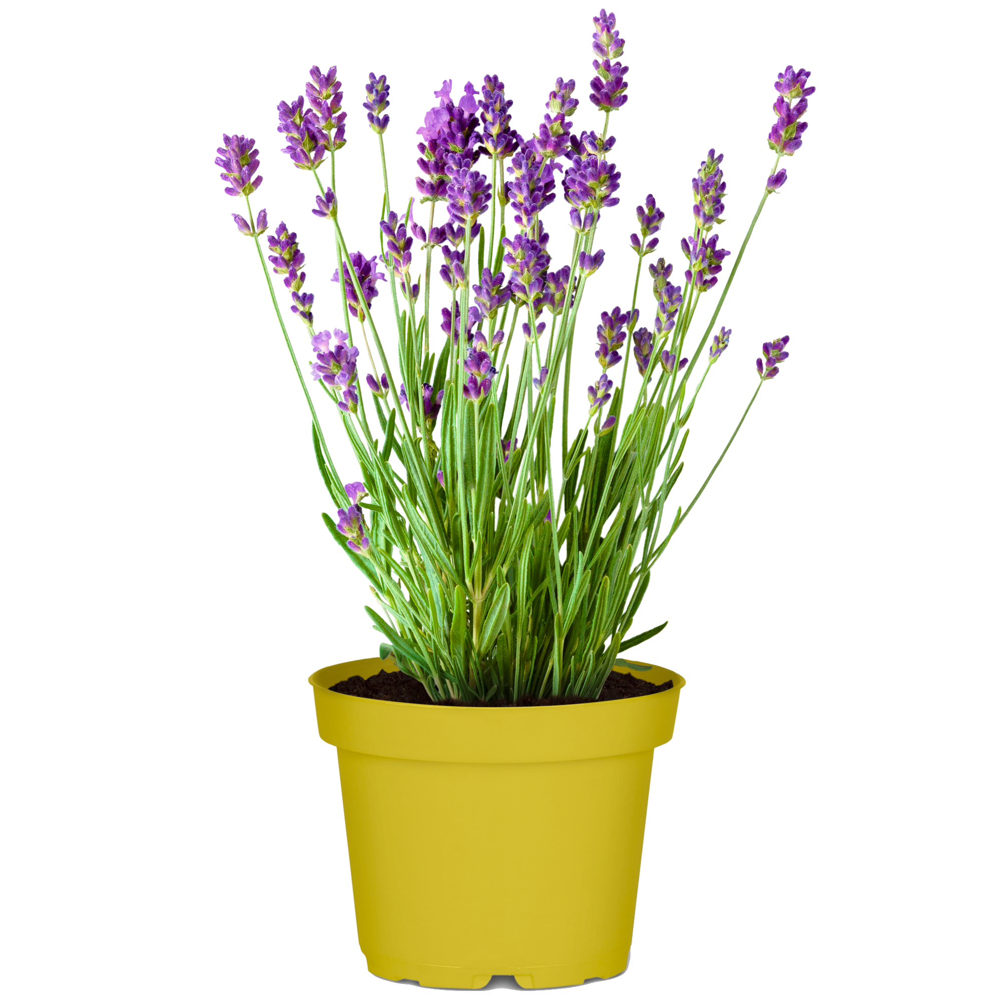 Lavendel nützlingsfreundliche Sorten 13 cm Topf + product picture