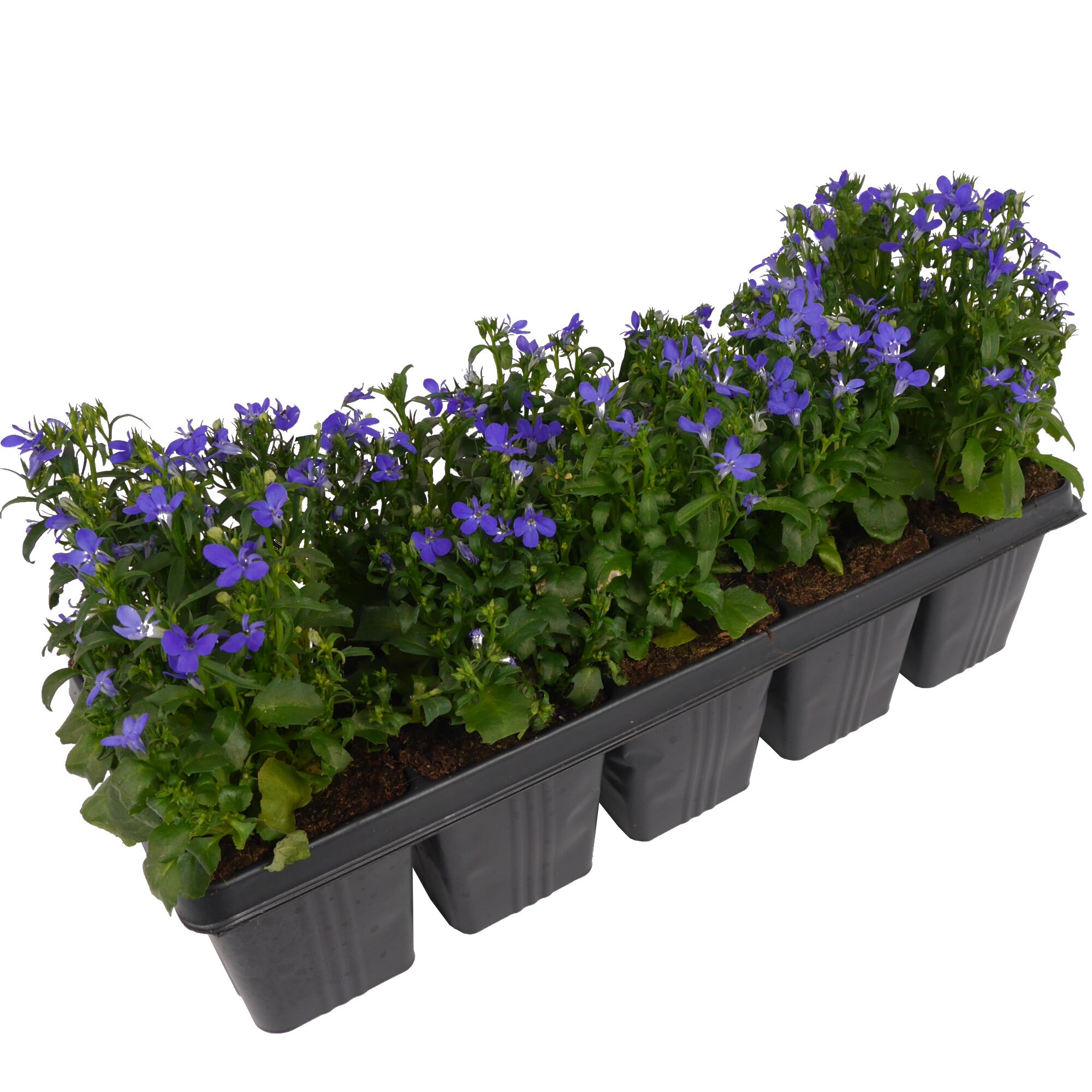 Lobelie im 10er Streifen