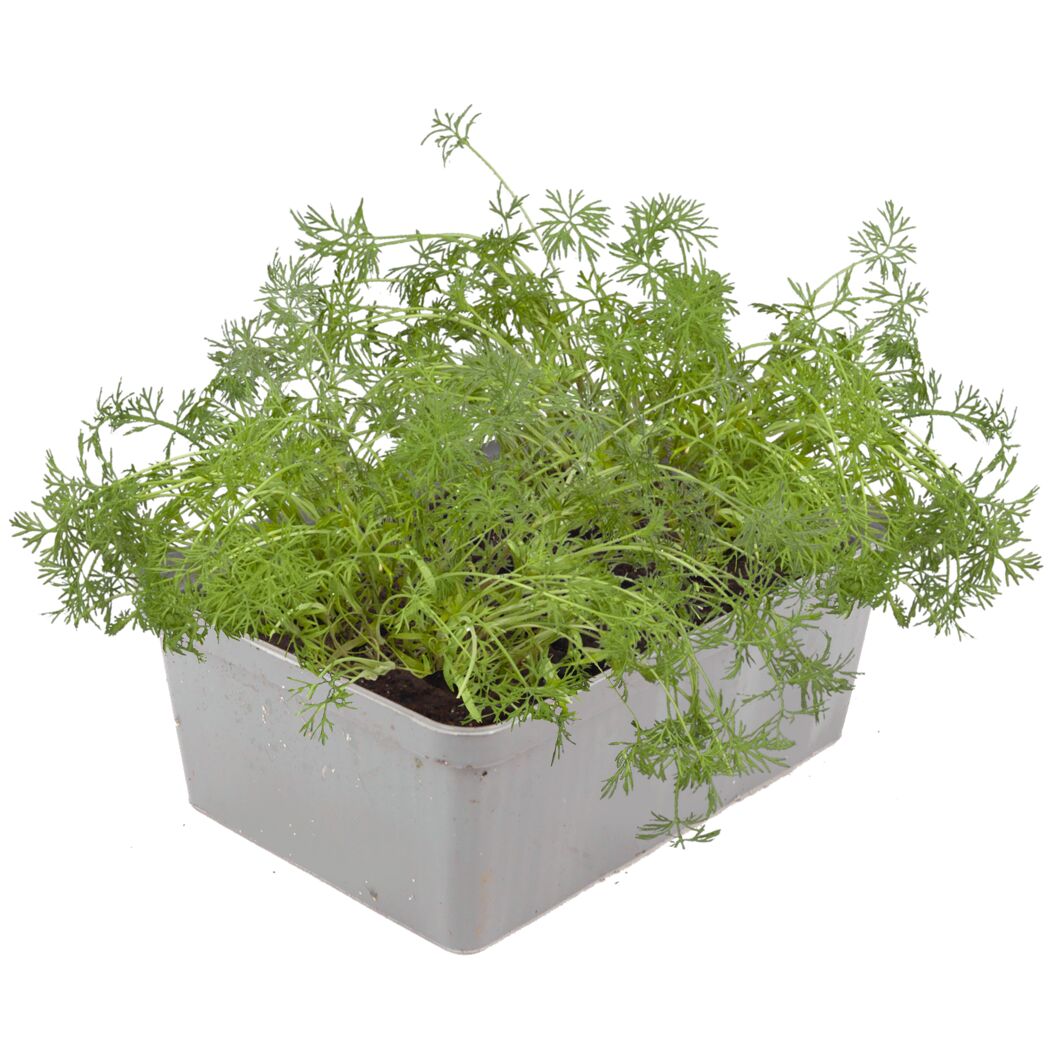 Dill Kräutertopf