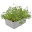 Dill Kräutertopf