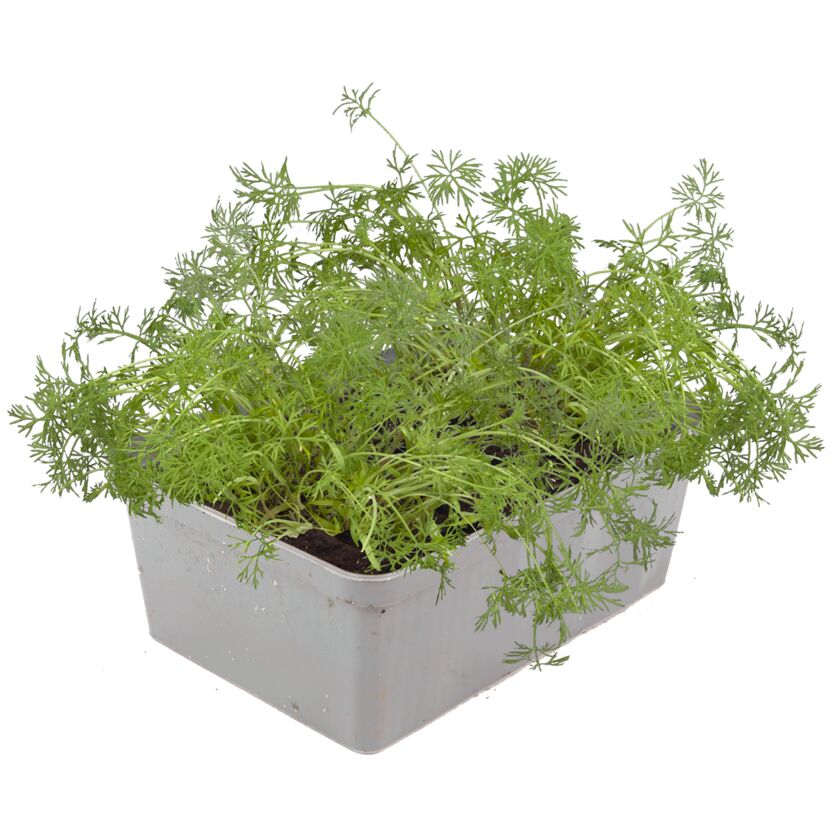 Dill Kräutertopf