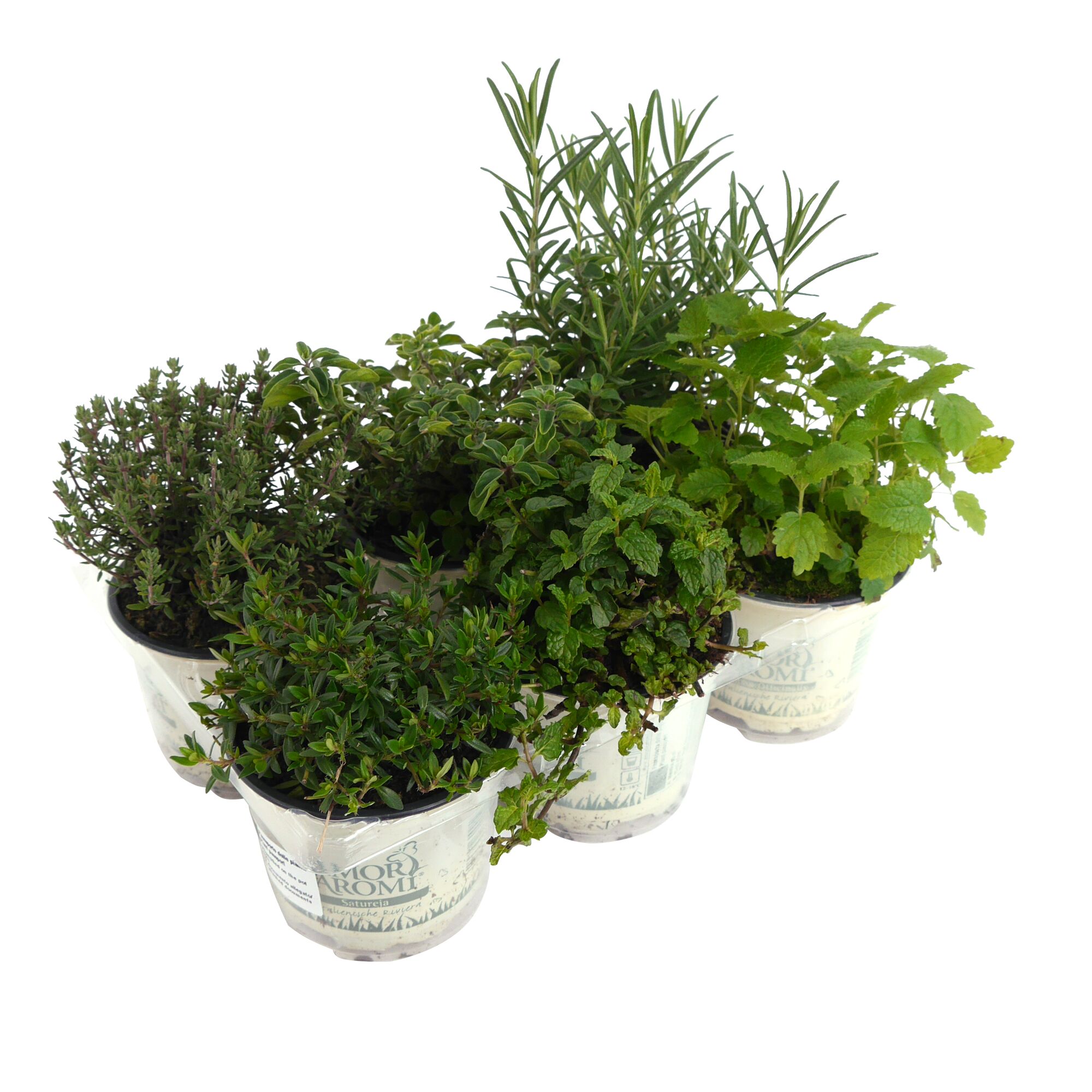 Sechs Kräutertöpfe