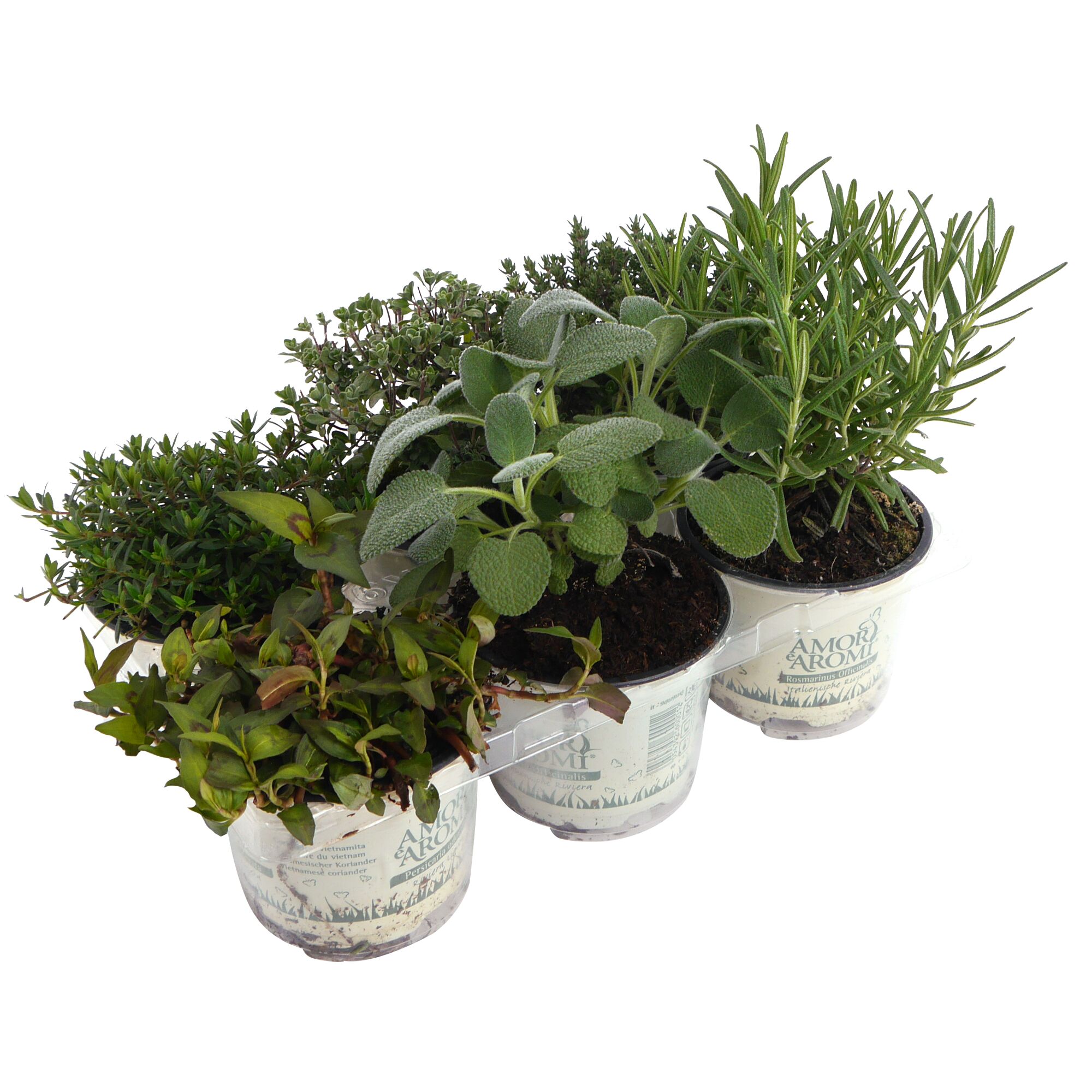 Vier Kräutertöpfe nebeneinander: Thymian, Rosmarin, Salbei, Koriander