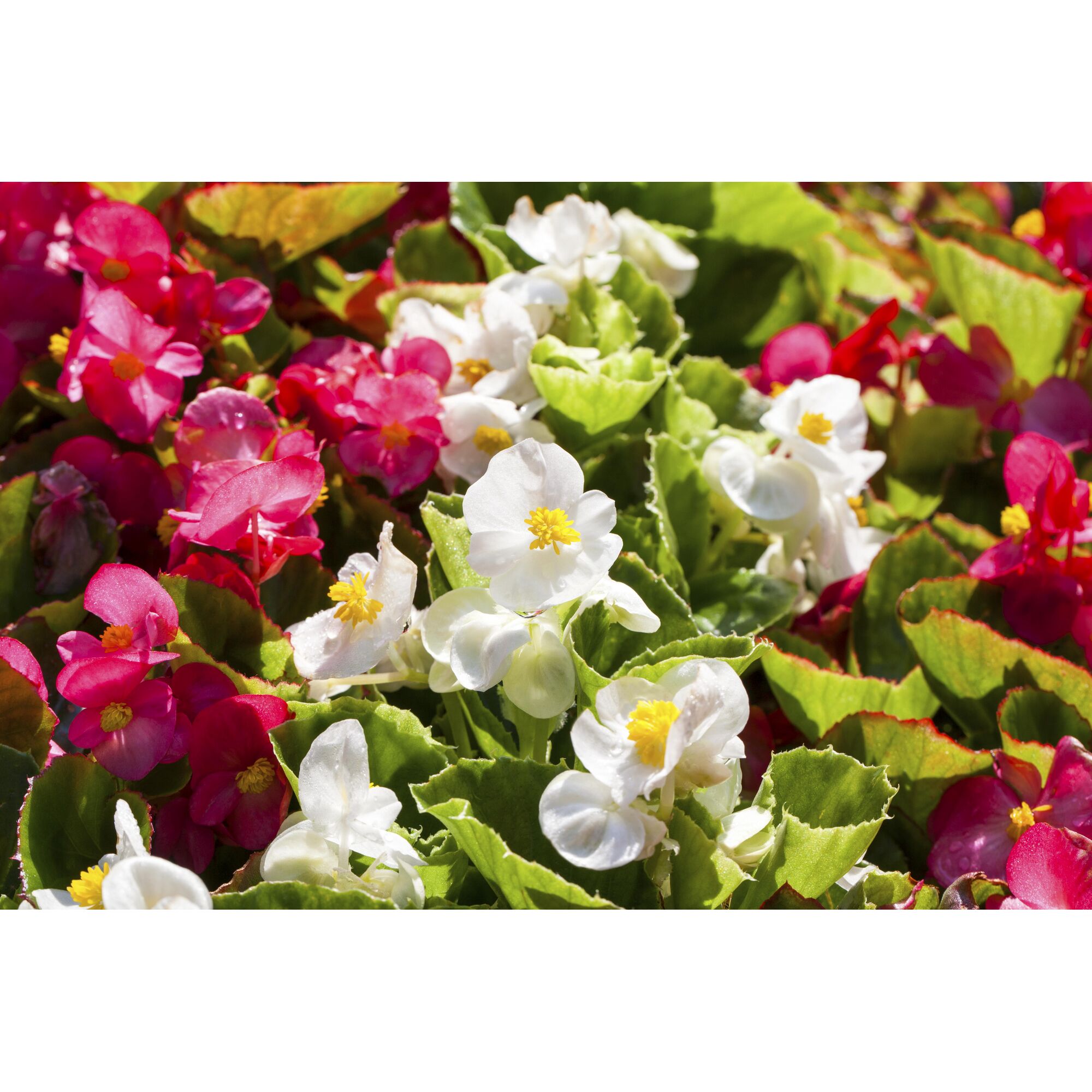 Weiße und rote Begonien