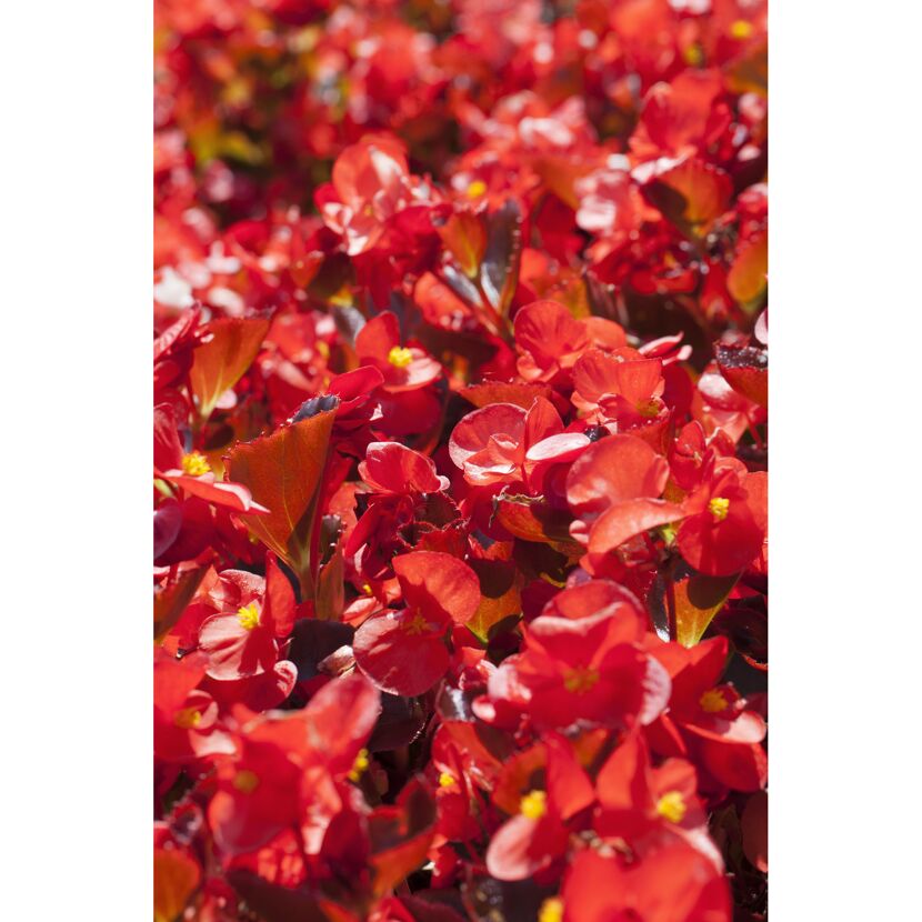 Nahaufnahme von roten Begonienblüten