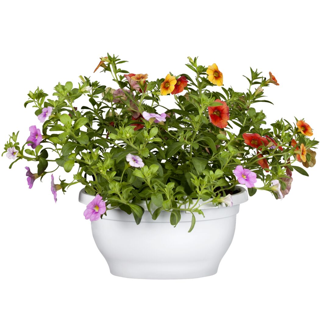 Calibrachoa-Pflanze in einem weißen Topf