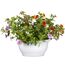 Calibrachoa-Pflanze in einem weißen Topf