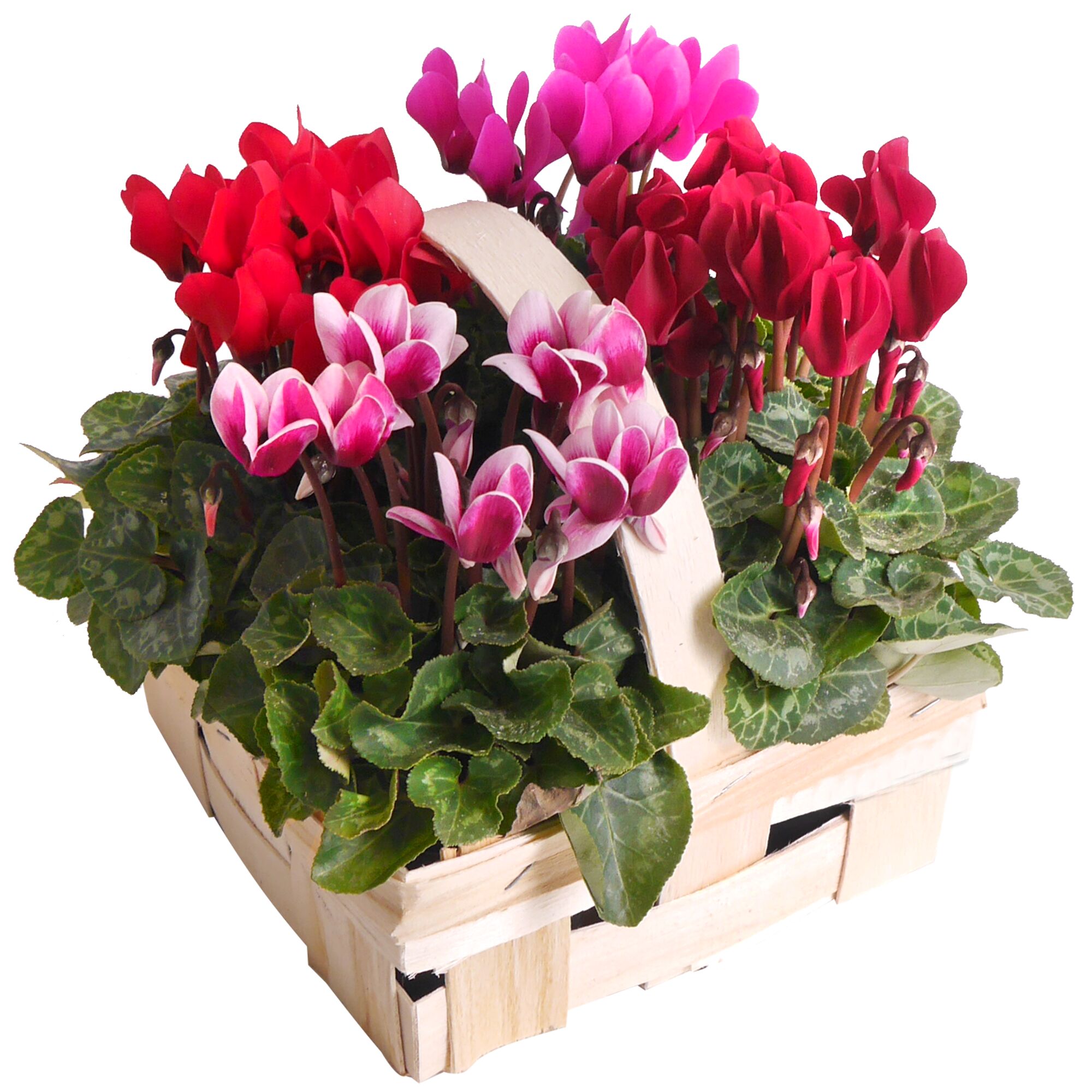 Bunte Alpenveilchen in einem Korb