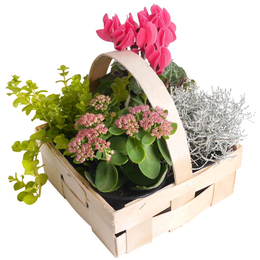 Blumenkorb mit Alpenveilchen und anderen Pflanzen