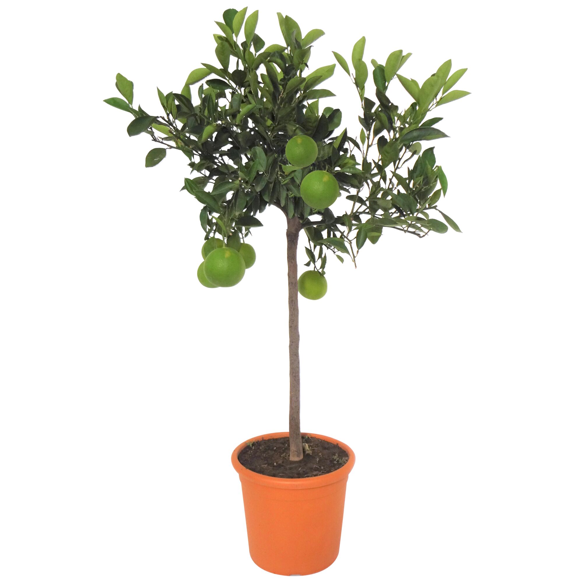 Orangenbäumchen mit grünen Früchten im Topf