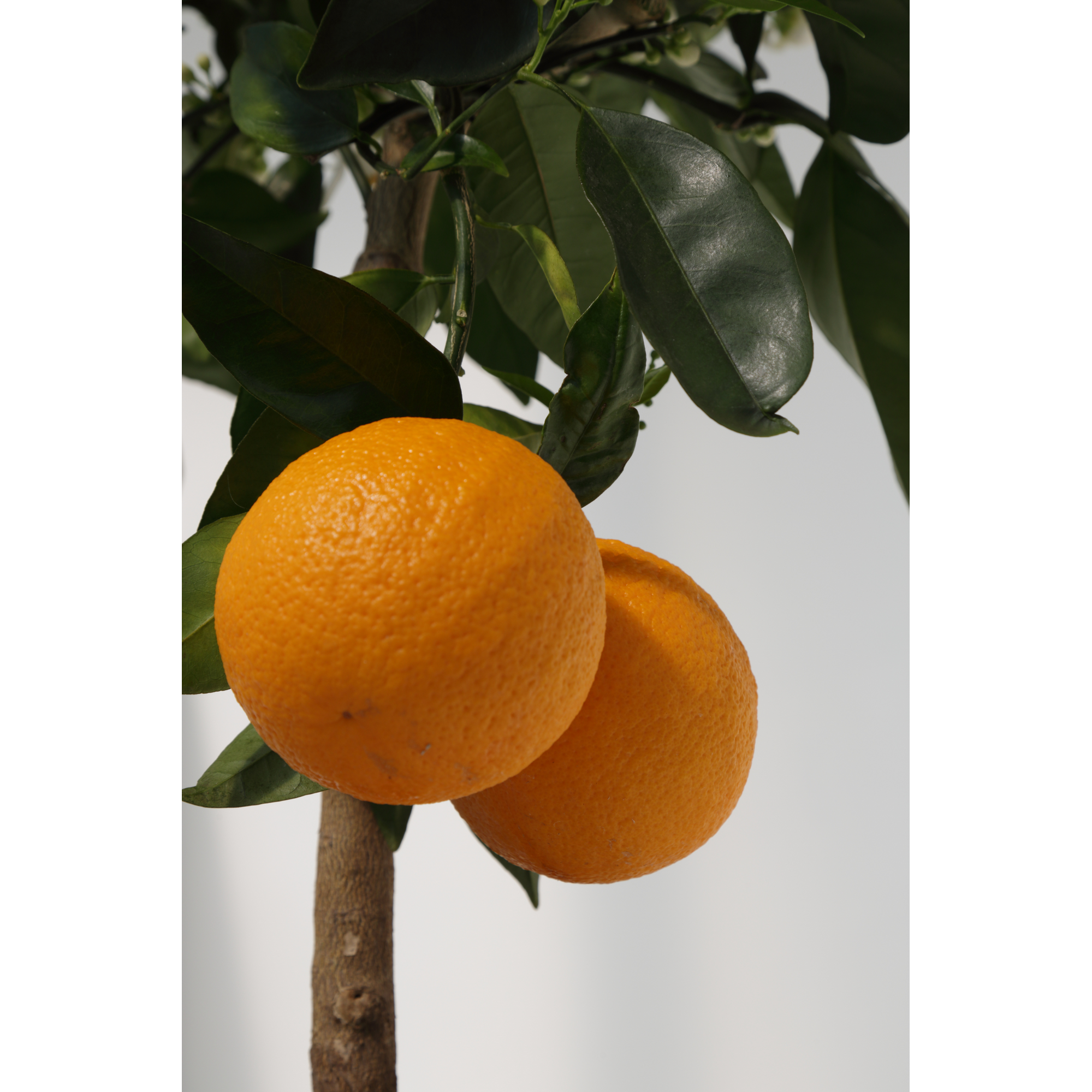 Orangen-Stamm 26 cm Topf + product picture
