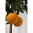Zwei Orangen an einem Zweig mit grünen Blättern.