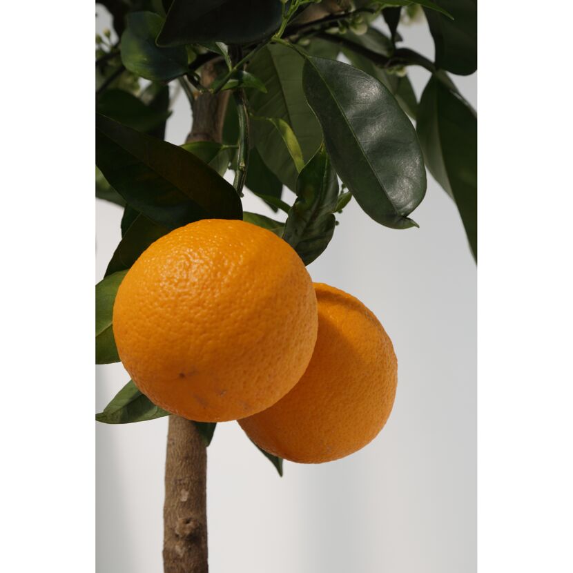 Zwei Orangen an einem Zweig mit grünen Blättern.