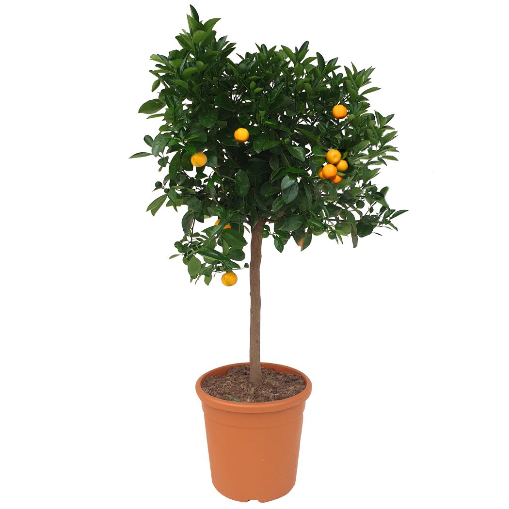 Calamondin-Orangenbäumchen im Topf