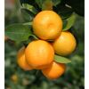 Calamondinorangen am Baum