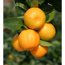 Verkleinertes Bild von Orangen-Stamm 'Calamondin' 26 cm Topf