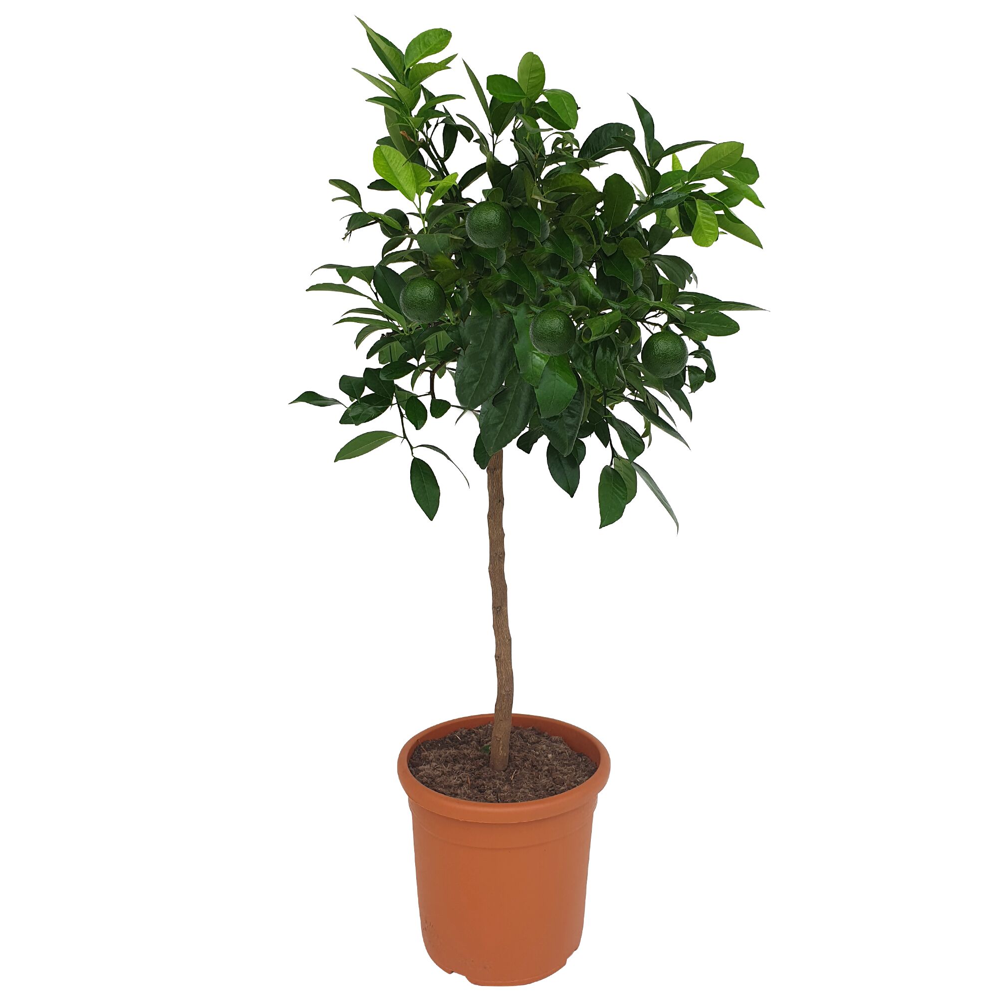 Limette Rosso, Zitruspflanze im Topf