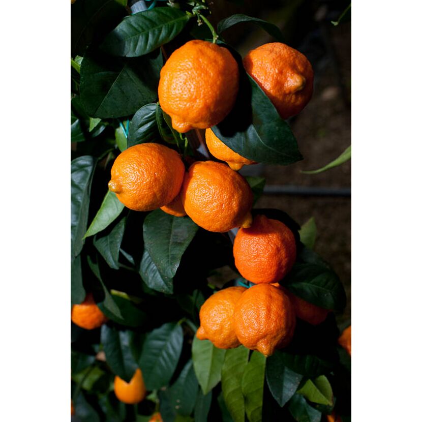 Reife Früchte der Limone Rossa an einem Baum