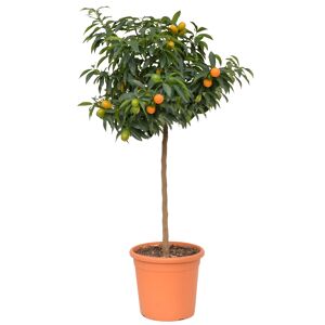 Kumquat-Stamm 26 cm Topf