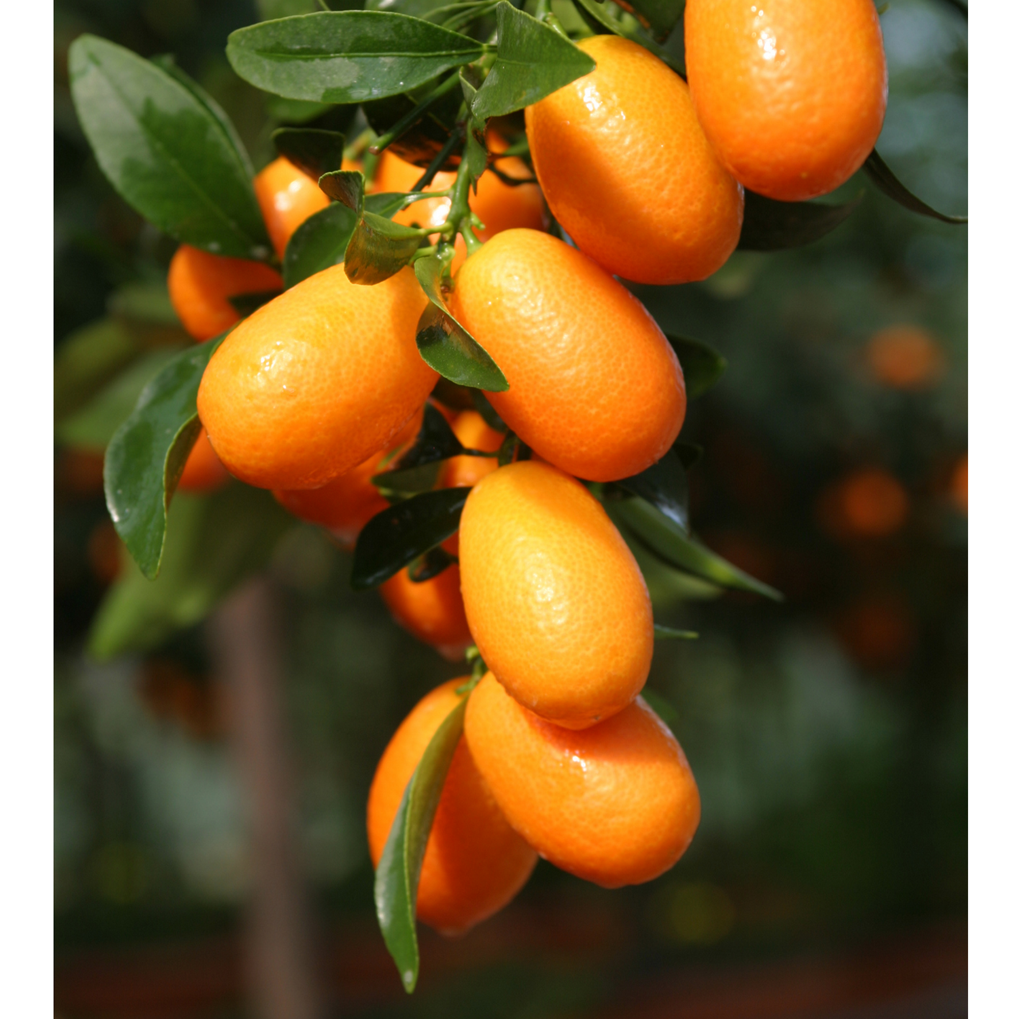 Kumquat-Stamm 26 cm Topf + product picture
