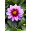 Dahlia 'Dalaya®' zweifarbig 17 cm Topf