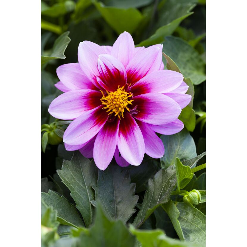 Dahlia 'Dalaya®' zweifarbig 17 cm Topf