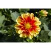 Dahlia 'Dalaya®' zweifarbig 17 cm Topf