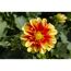 Dahlia 'Dalaya®' zweifarbig 17 cm Topf