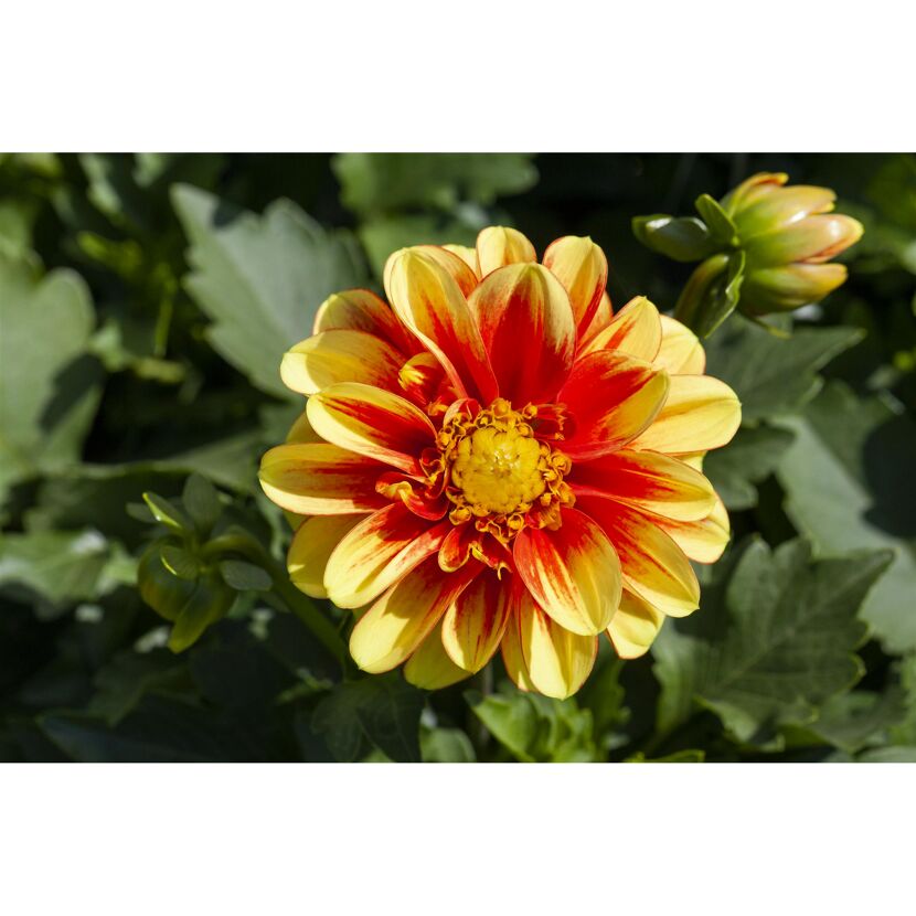 Dahlia 'Dalaya®' zweifarbig 17 cm Topf