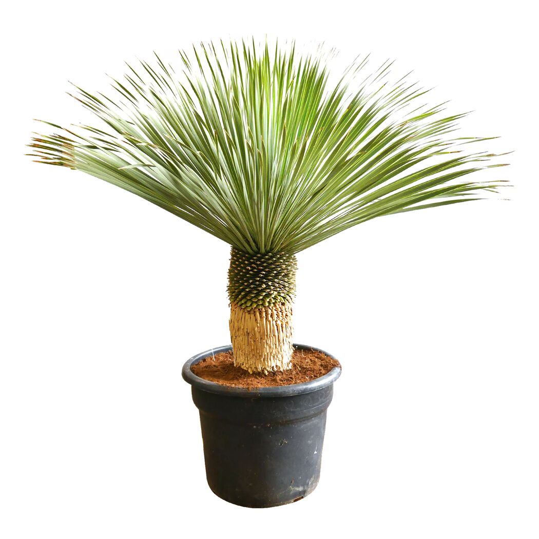 Yucca Rostrata Blue Swan in einem Topf