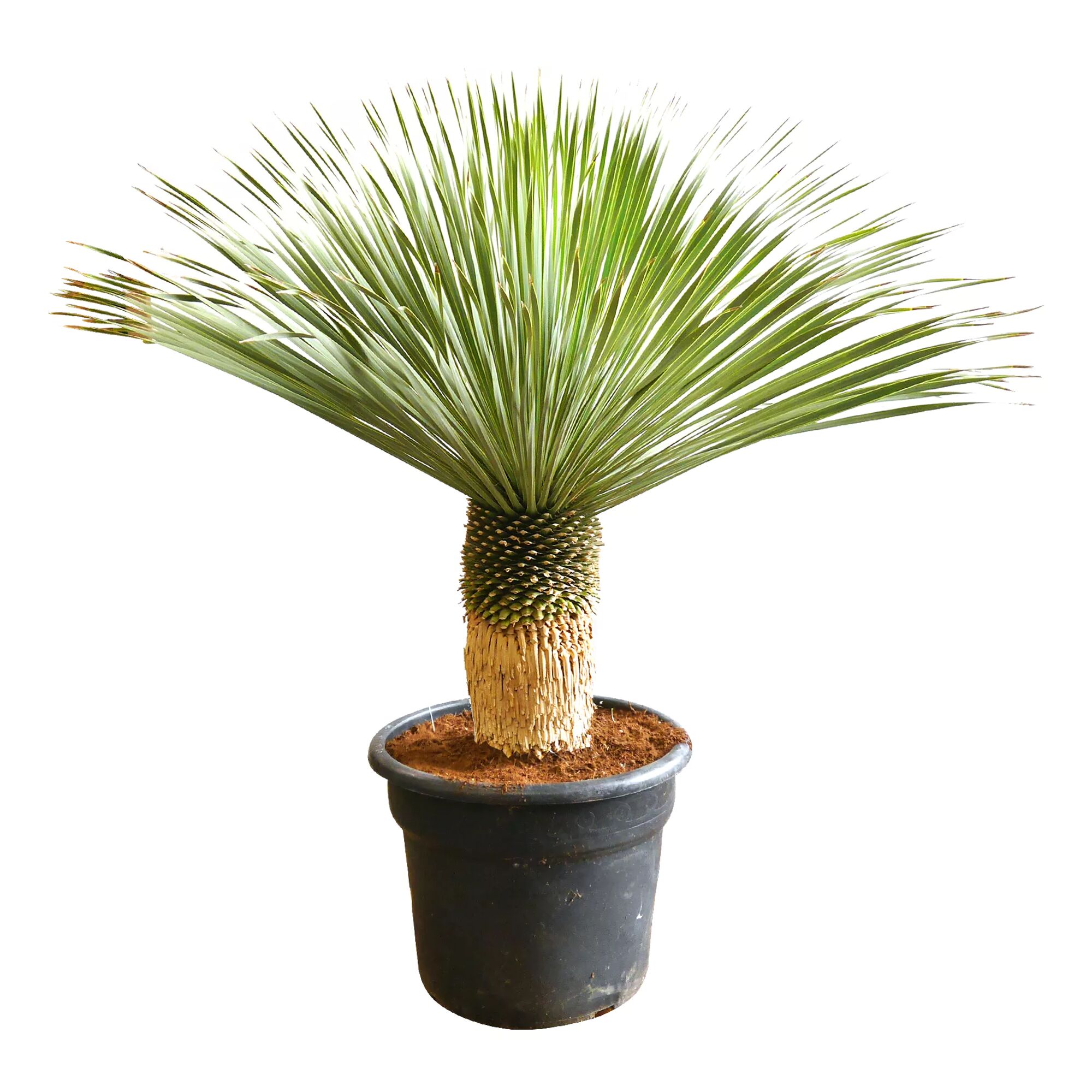 Yucca Rostrata Blue Swan in einem Topf