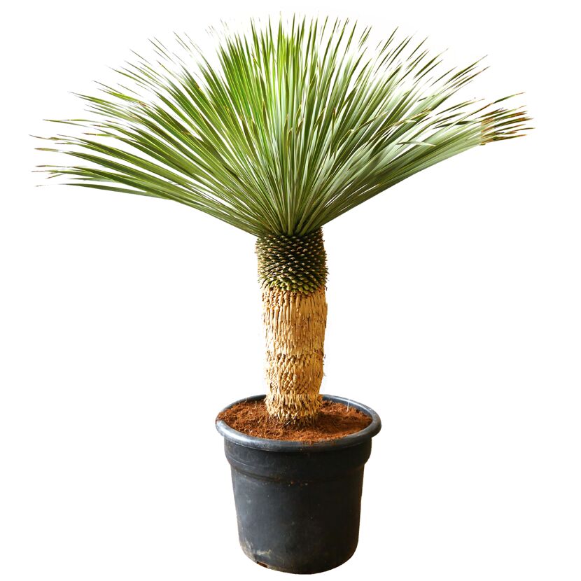 Yucca Rostrata Blue Swan in einem Topf