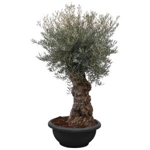 Oliven-Stamm 150 Jahre, 85 cm Schale