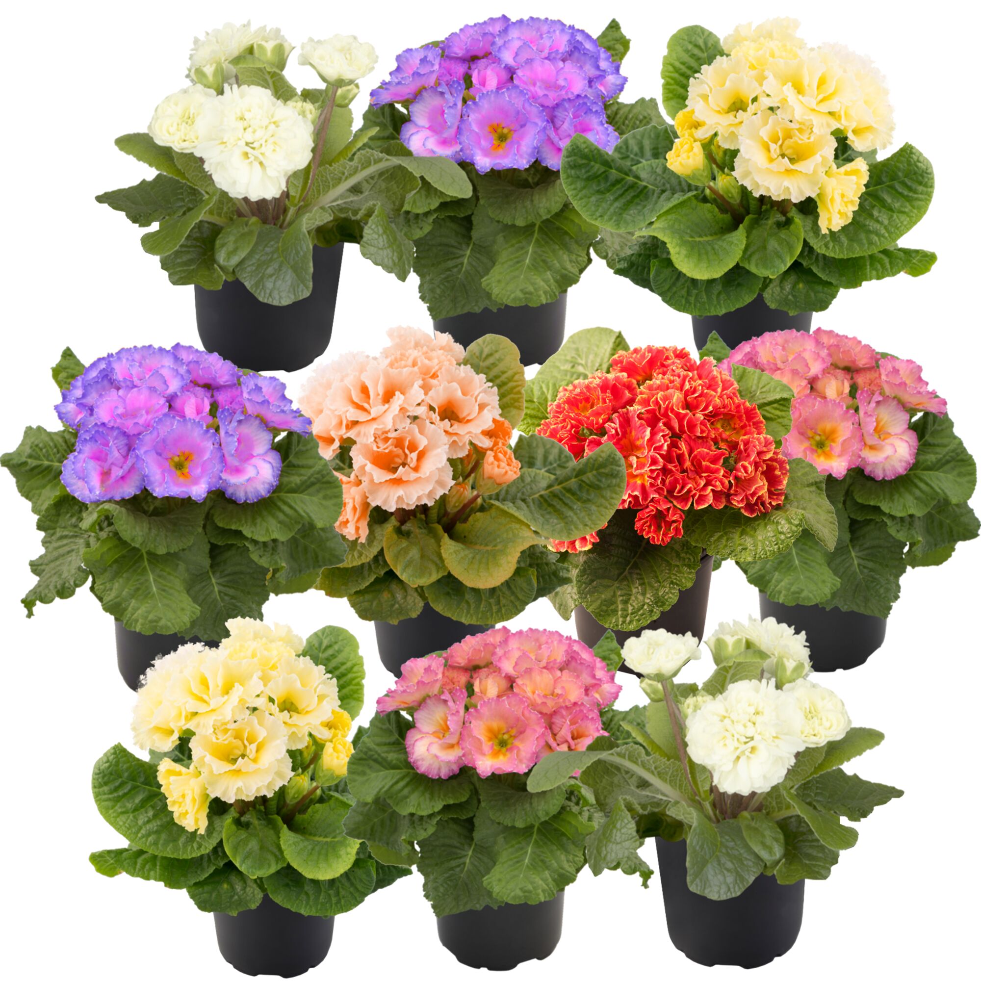 Neun Primeln in verschiedenen Farben