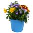 Blumentopf mit bunten Stiefmütterchen