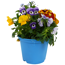 Frühlingstrio 'Spring Deluxe' 13 cm Topf