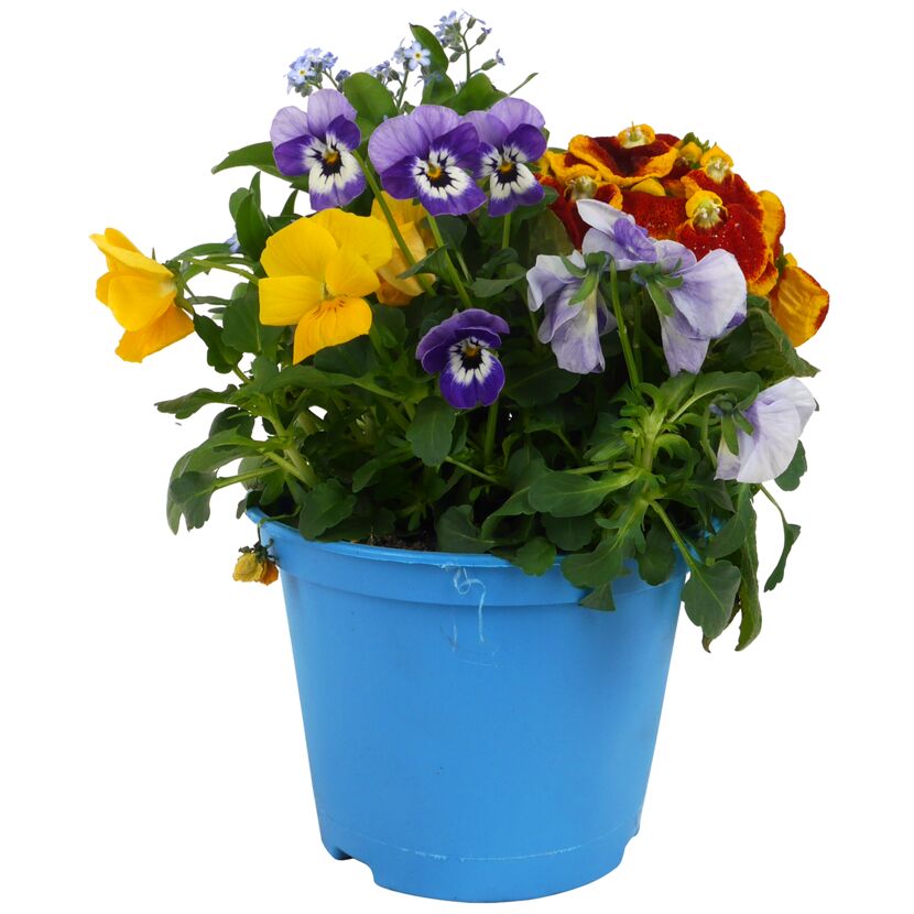 Blumentopf mit bunten Stiefmütterchen