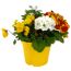 Frühlingstopf mit bunten Blumen in einem gelben Topf