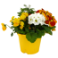 Frühlingstrio 'Spring Deluxe' 13 cm Topf