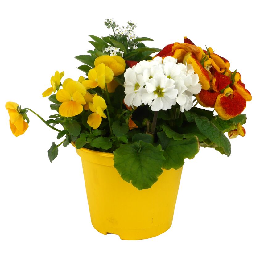 Frühlingstopf mit bunten Blumen in einem gelben Topf