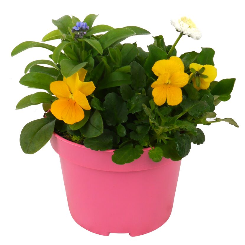 Frühlingstrio in einem rosa Topf