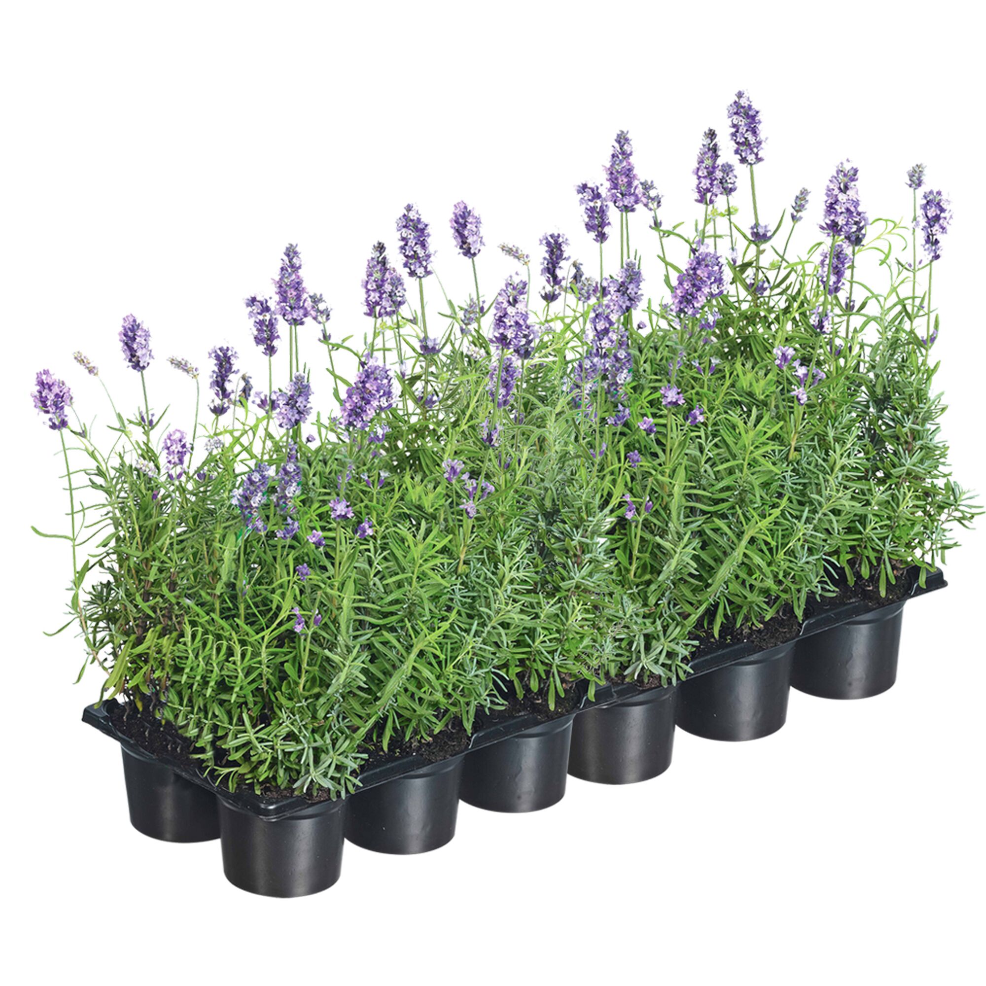 Lavendelpflanzen in schwarzer Anzuchtschale