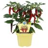 Bio-Chili 'Flambiños' 12 cm Topf