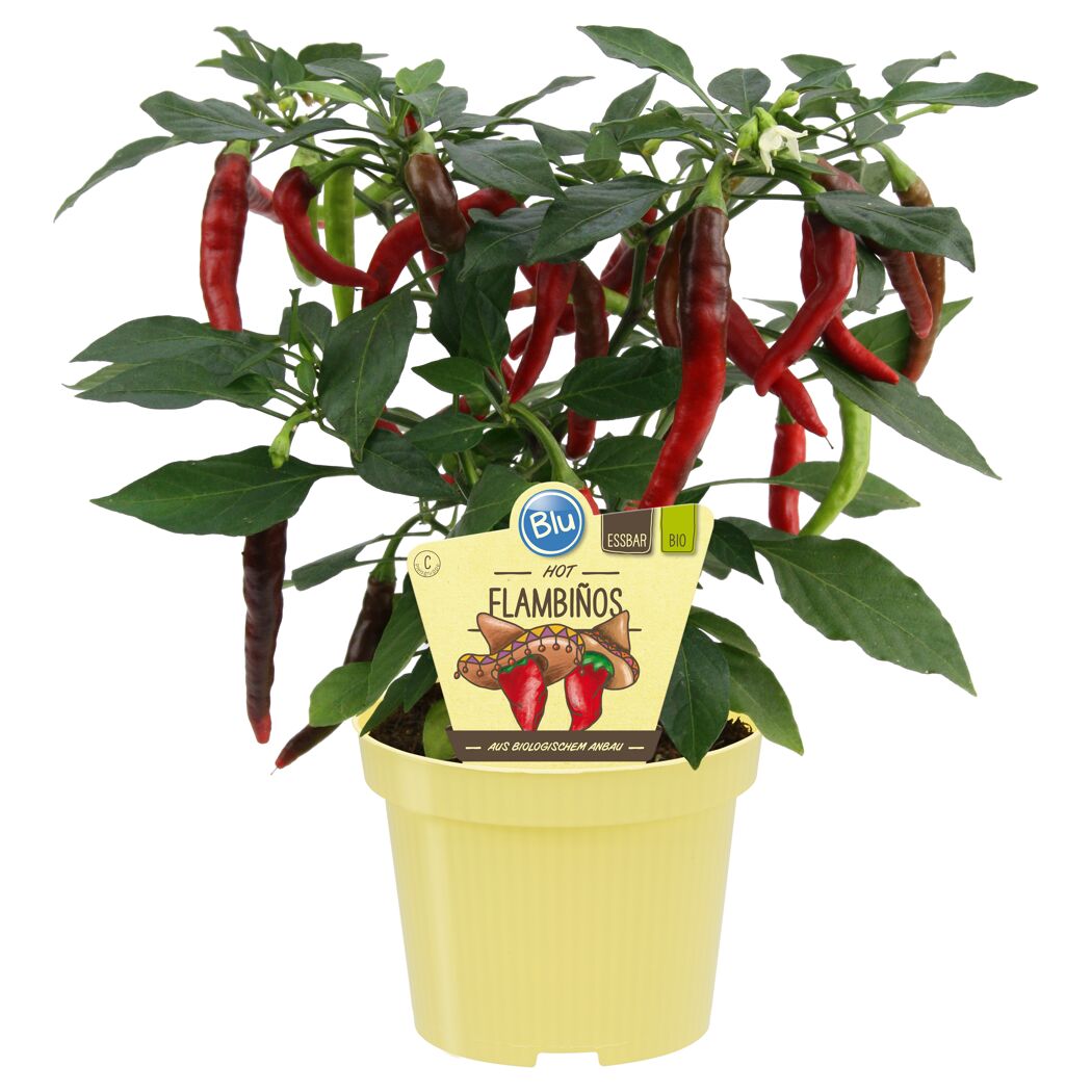Bio-Chili 'Flambiños' 12 cm Topf