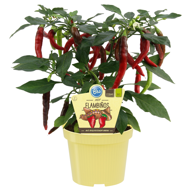 Bild von Bio-Chili 'Flambiños' 12 cm Topf