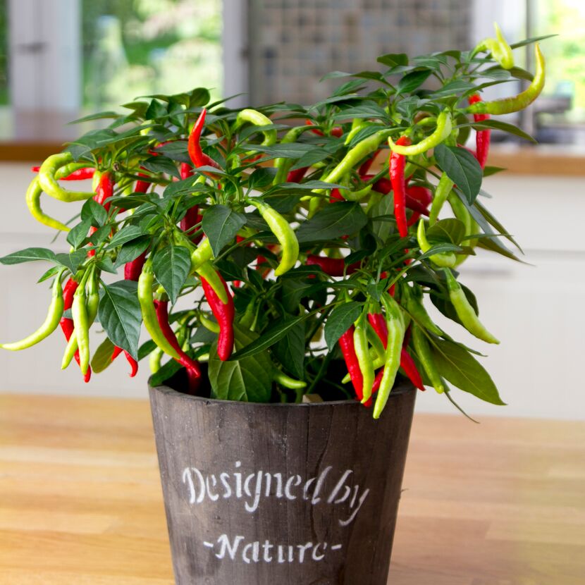 Topf mit roten und grünen Chilischoten